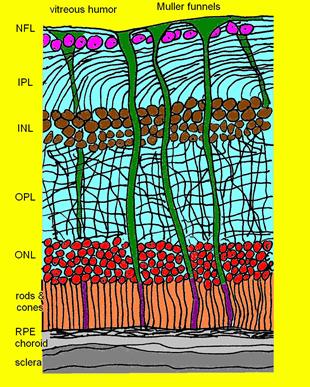 A section through the retina and its layers
