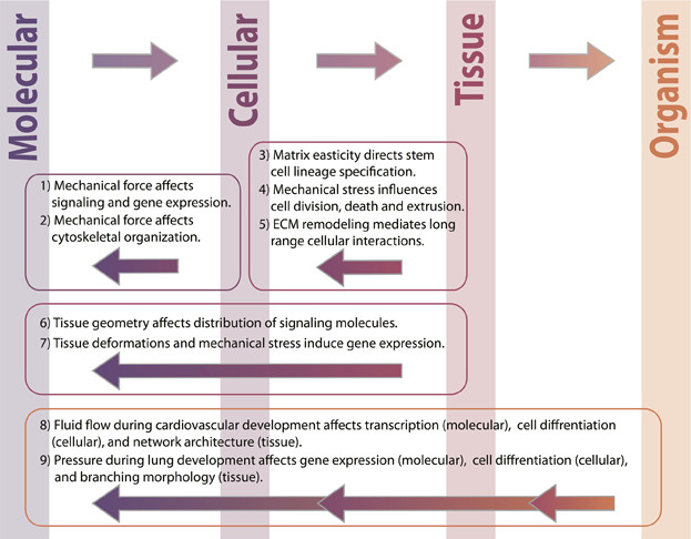 Schematic illustration of feedback between different levels of organization during morphogenesis.