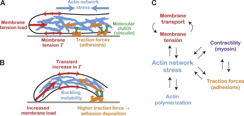 The lamellipodial actin network as a mechanical force transducer linking membrane tension variations with adhesion deposition. 